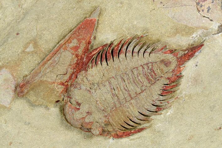 Rare, Lichid (Parvilichas) Trilobite - Tinzouline, Morocco #255640